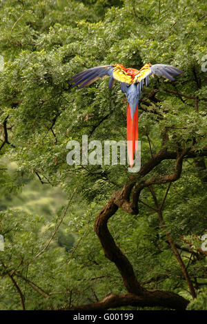 Hellroten Aras (Ara Macao) posiert in einem Baum mit blauen und gelben Flügel ausgebreitet und verschämt im Rückblick auf den Betrachter. Stockfoto