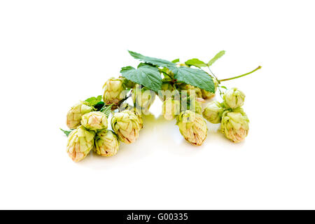 Zweig des Hopfens mit Kegeln. Stockfoto