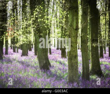 Farbbild der Glockenblumen Blüte in einem Wald im Frühjahr. Stockfoto