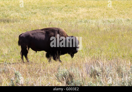 Nordamerikanische Bison - Büffel im Feld Stockfoto