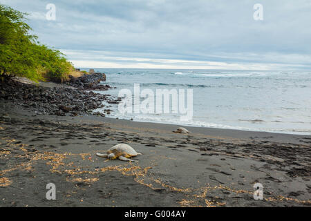 Grüne Meeresschildkröten Stockfoto