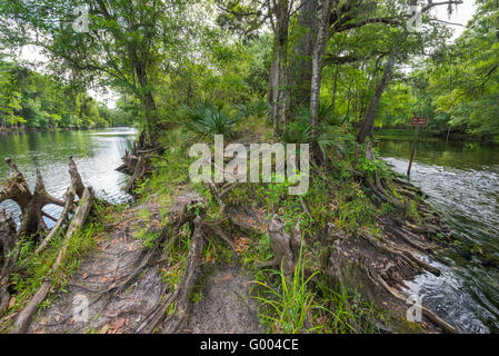 PoE Springs Park verfügt über eine Süßwasserquelle fließenden heraus zu den nahe gelegenen Santa Fe-Fluss in Nord-Zentral-Florida. Stockfoto