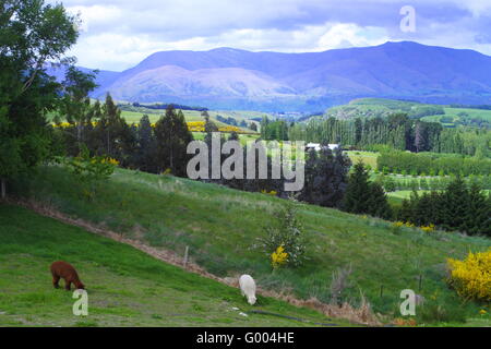 Alpakas auf dem Bauernhof in Queenstown Stockfoto