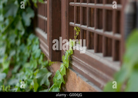 Reben auf ein Holzfenster Stockfoto