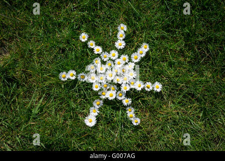 Wort aus wilden Gänseblümchen (Bellis Perennis) auf grünem Rasen Hintergrund gemacht. Stockfoto