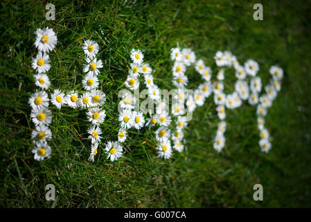 Wort aus wilden Gänseblümchen (Bellis Perennis) auf grünem Rasen Hintergrund gemacht. Stockfoto