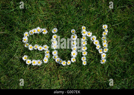 Wort aus wilden Gänseblümchen (Bellis Perennis) auf grünem Rasen Hintergrund gemacht. Stockfoto