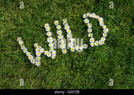 Wort aus wilden Gänseblümchen (Bellis Perennis) auf grünem Rasen Hintergrund gemacht. Stockfoto