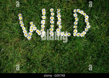 Wort aus wilden Gänseblümchen (Bellis Perennis) auf grünem Rasen Hintergrund gemacht. Stockfoto