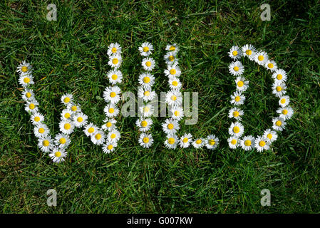 Wort aus wilden Gänseblümchen (Bellis Perennis) auf grünem Rasen Hintergrund gemacht. Stockfoto