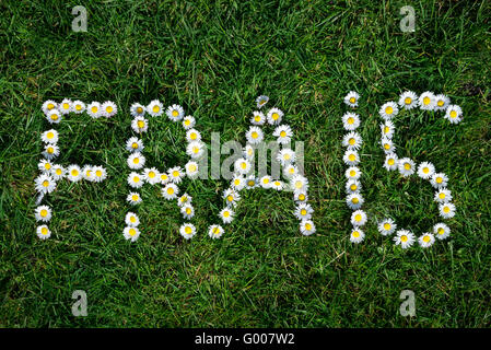 Wort aus wilden Gänseblümchen (Bellis Perennis) auf grünem Rasen Hintergrund gemacht. Stockfoto