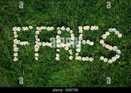 Wort aus wilden Gänseblümchen (Bellis Perennis) auf grünem Rasen Hintergrund gemacht. Stockfoto