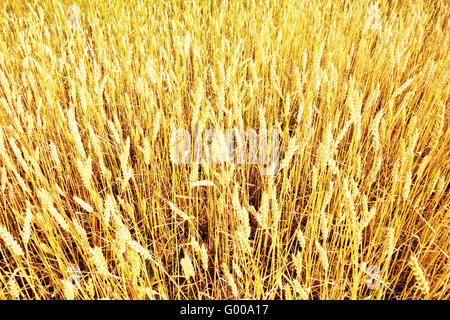 Weizenfeld Stockfoto