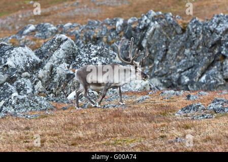 Ein Rentier, der seinen Weg durch die Rocksat der Unterseite von den Klippen am Ingeborgfjellet, Spitzbergen, Svalbard Stockfoto