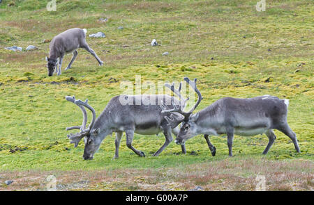 Drei Rentiere Weiden auf den Gräsern am unteren Rand der Klippen von Ingeborgfjellet, Spitzbergen, Svalbard Stockfoto