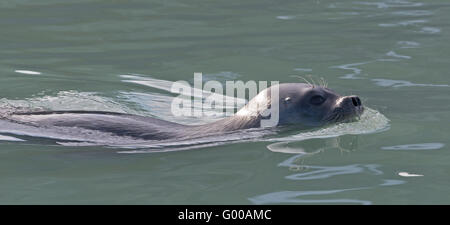 Eine Ringelrobbe schwimmen vorbei an unserem Boot am Recherchebreen in Spitzbergen; Svalbard Stockfoto