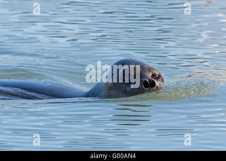 Eine Ringelrobbe schwimmen vorbei an unserem Boot am Recherchebreen in Spitzbergen; Svalbard Stockfoto