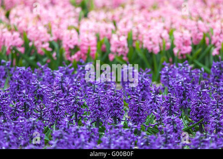 Hyazinthe. Schöne bunte rosa und blau Hyazinthenblumen im Frühlingsgarten, lebendige Blumenkarte, Blumenwiesen Stockfoto