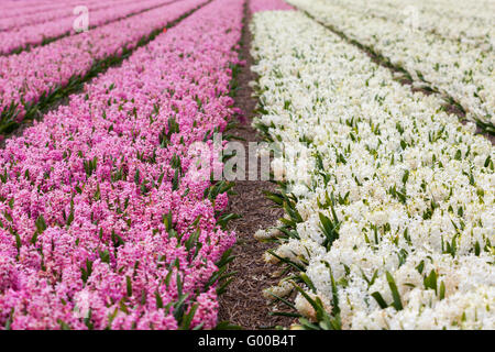 Hyazinthe. Schöne bunte rosa und weißen Hyazinthe Blüten im Frühlingsgarten, lebendige Blumenkarte, Blumenfelder in Nethe Stockfoto