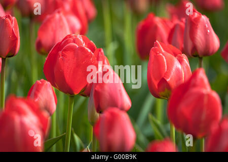 Tulip. Beautiful colorful red tulips flowers in spring garden, vibrant floral background Stockfoto