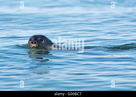 Eine Ringelrobbe schwimmen in der Nähe von unserem Boot in Kobbefjorden auf Danskoya in Spitzbergen, svalbard Stockfoto