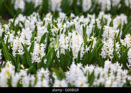 Hyazinthe. Schöne weiße Hyazinthe Blüten im Frühlingsgarten, lebendige Blumenkarte, Blumenfelder in Niederlande. Stockfoto