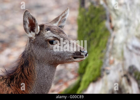 Hirsch-Porträt Stockfoto