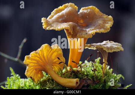 Eierschwämmen Stockfoto