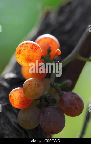 Traube Stockfoto