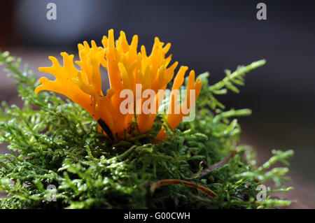 Stagshorn (Calocera Viscosa) Stockfoto