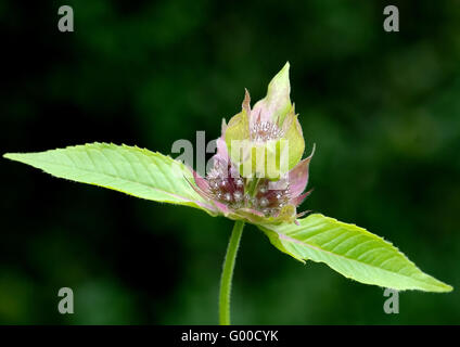 Galeopsis ladanum Stockfoto