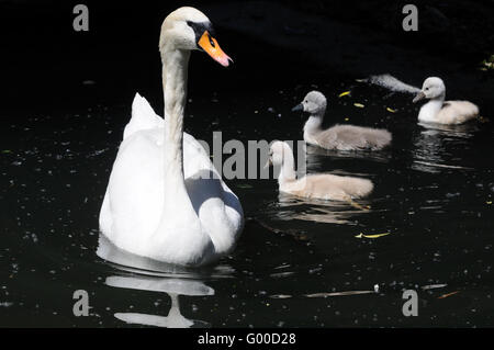 Baby-Schwäne Stockfoto