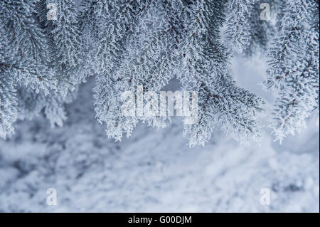 Verschneite Bäume in Winter park Stockfoto