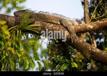 GREEEN Leguan (Iguana Iguana) sonnen sich in einem Baum am Sarapiqui in Costa Rica. Stockfoto