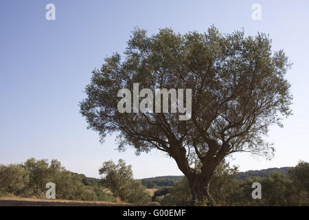 Silhouette eines alten Olivenbaums an einem sonnigen Tag in Südfrankreich Stockfoto