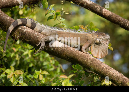 GREEEN Leguan (Iguana Iguana) sonnen sich in einem Baum am Sarapiqui in Costa Rica. Stockfoto