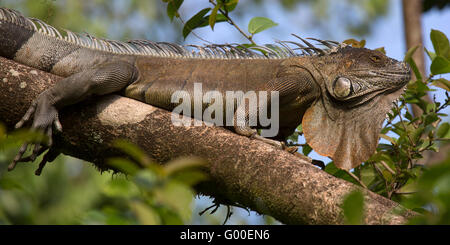 GREEEN Leguan (Iguana Iguana) sonnen sich in einem Baum am Sarapiqui in Costa Rica. Stockfoto