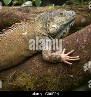 Eine Greeen Leguan (Iguana Iguana) sonnen sich in einem Baum Regenwald in Sarapiqui in Costa Rica. Stockfoto