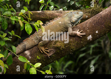 GREEEN Leguan (Iguana Iguana) sonnen sich in einem Baum am Sarapiqui in Costa Rica. Stockfoto