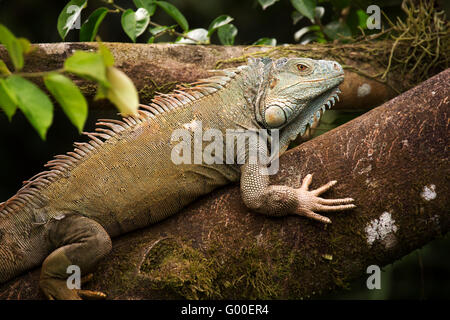 Eine Greeen Leguan (Iguana Iguana) sonnen sich in einem Baum Regenwald in Sarapiqui in Costa Rica. Stockfoto