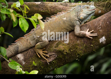 Eine Greeen Leguan (Iguana Iguana) sonnen sich in den Regenwald in Sarapiqui in Costa Rica. Stockfoto