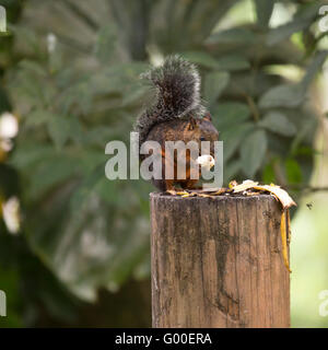 Bunte Eichhörnchen (Sciurus Variegatoides) in einem Baum in der Nähe von Sarapiqui in Costa Rica. Stockfoto