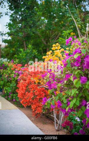 Rhododendron im Garten Stockfoto