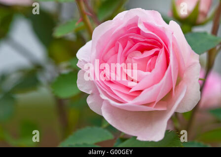 Ein Morden erröten Strauch Rose, Rosa spp.) wächst in einem Garten in St. Albert, Alberta, Kanada. Stockfoto