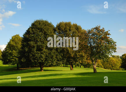 Bäume Im Park Stockfoto