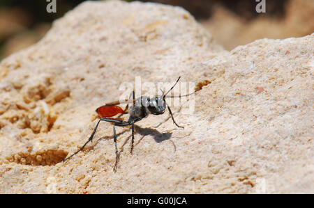 Gemeinsamen Sand Wespe Stockfoto