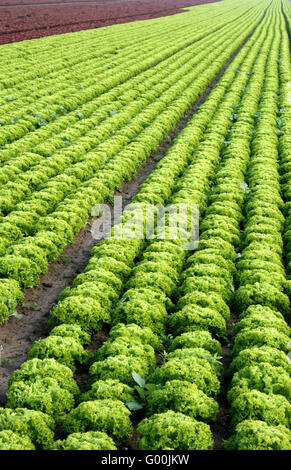 Salat box Stockfoto