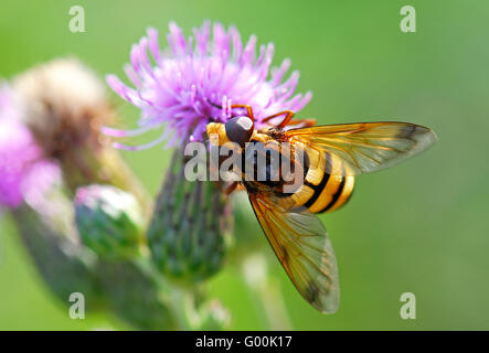 Nahaufnahme von Hoverfly auf Distel Blume Stockfoto