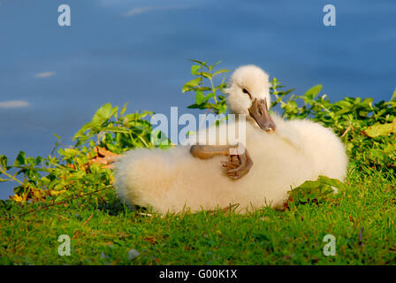 Höckerschwan Cygnus olor Stockfoto