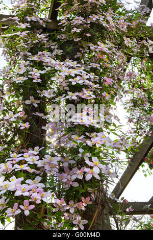 Clematis Blumen an der Wand Stockfoto